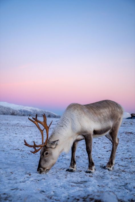 Reindeer feeding at a ranch close to Tromsø Norway Animals, Ava Animal, Reindeer Aesthetic, Reindeer Photography, Reindeer Pictures, Norway Reindeer, Svalbard Reindeer, Arctic Wildlife, Reindeer Farm