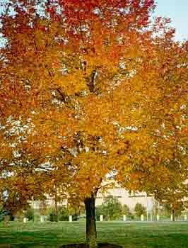 White Ash Tree, Best Shade Trees, Tree Id, Ash Tree, White Ash, Tree Seeds, Ornamental Trees, Growing Fruit, Shade Trees