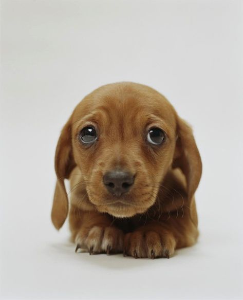 Scientists just discovered the reason why your heart melts when your dog looks at you. Elderly Dogs, Dog Ramp, Puppy Dog Eyes, Funny Cats And Dogs, Dog Eyes, Dachshund Puppies, Puppy Eyes, Weiner Dog, Animal Birthday