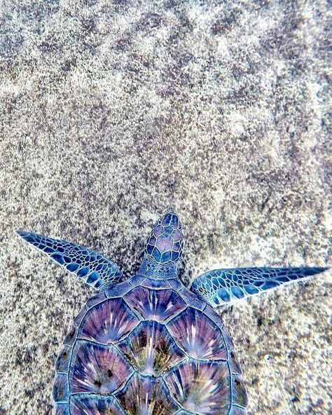 Sea Turtle Sky Sunset, Turtle Wallpaper, Purple Turtle, Green Sea Turtle, Tortoise Turtle, Turtle Love, Marine Animals, Ocean Creatures, Sea Animals