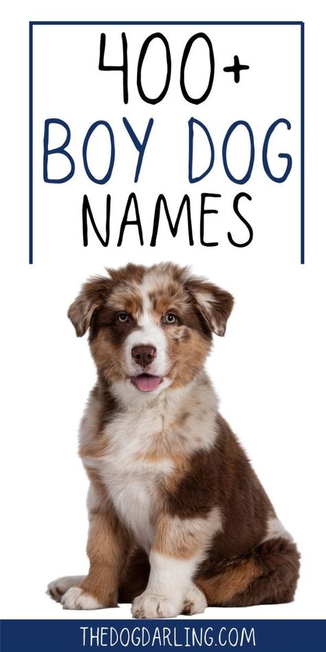 Looking for a dog name for your new male pup? You're sure to find one you love in our list of aesthetic boy dog names. Western Dog Names Boy, Frenchie Puppy Names, Dog Boy Names, Male Puppy Names, Puppy Names Boy, Boy Puppy Names Unique, Good Dog Names, Cool Dog Names Boys, Male Dog Names List