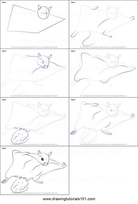 How To Draw A Flying Squirrel, Flying Squirrel Drawing, Night Animals, Draw Halloween, Squirrel Art, Sugar Gliders, Flying Squirrel, Chique Outfits, Character Study