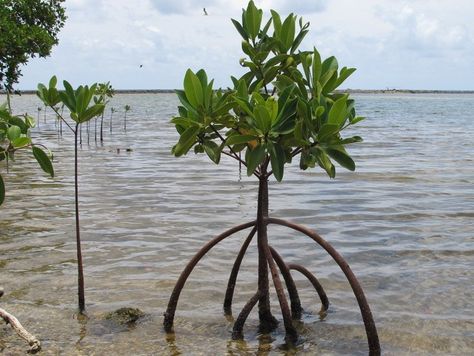 Red Mangrove, Mangrove Swamp, Landscape Concept, Vivarium, Mother Nature, Kayaking, Vines, Blossom, Seeds