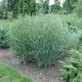 Click to view a full-size photo of Heavy Metal Blue Switch Grass (Panicum virgatum 'Heavy Metal') at Millcreek Nursery Ltd Panicum Virgatum, Wild Birds Unlimited, Low Water Gardening, Shade Garden Plants, Perennial Grasses, Ornamental Grass, Herbaceous Perennials, Low Maintenance Plants, Ornamental Grasses