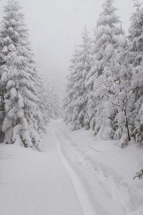 Forest Winter Aesthetic, Winter Asthetics Photos, Snow Forest Aesthetic, Winter Road, Snow Forest, Home Decor Ideas Living Room, Snowy Forest, Winter Love, Winter Vibes