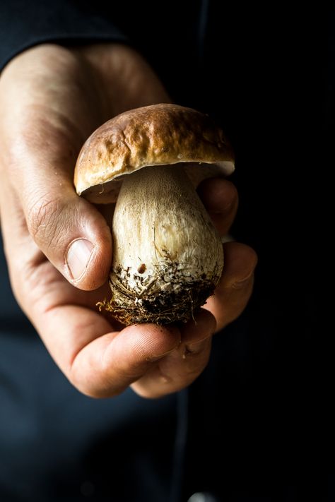 Beautiful Porcini Mushrooms. Inspired by so many wonderful fall ingredients. Mushroom Cottage, Dark Food Photography, Beautiful Food Photography, Porcini Mushrooms, Seasonal Ingredients, Wild Food, Bad Jokes, Simple Green, Seasonal Recipes