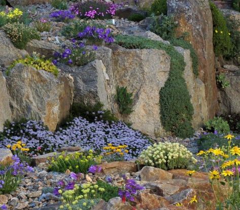 AGS Zoom Lectures - Alpine Garden Society Front Landscape Ideas, Daphne Shrub, Crevice Garden, Alpine Tundra, Mountain Garden, Pink Dianthus, Rockery Garden, Outdoor Decks, Rock Plants