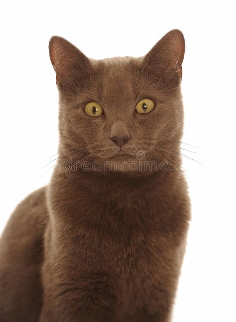 Brown Cat With Yellow Eyes, Cat Stock Photo, Cat Brown, Cat Stock, Brown Cat, Brown Fur, Funny Cat Memes, Yellow Eyes, Funny Cat