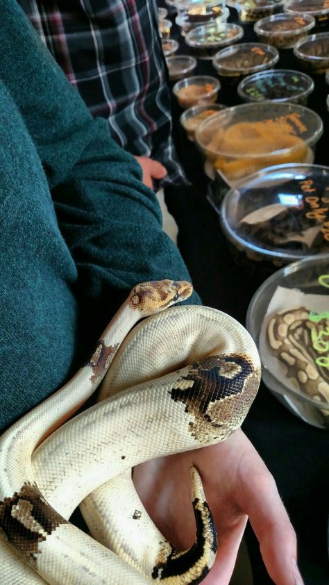 Reptile Expo, Dream Snake, Danger Noodles, Cool Snakes, Pretty Snakes, Reptile Room, Ball Python Morphs, Rabbit Cages, Ball Pythons