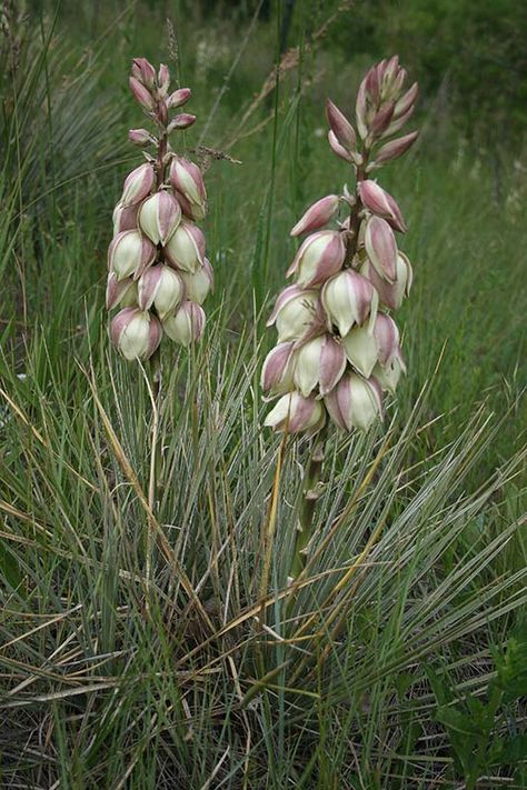 Yucca glauca (Soapweed/Plains Yucca) - City of Fort Collins Yucca Glauca, Yucca Root, Yucca Filamentosa, Earth Food, Colorado Wildflowers, Yucca Plant, Space Garden, House Farm, Native Garden