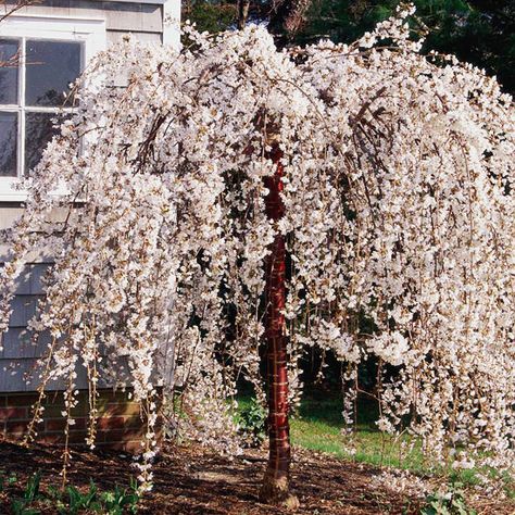 A delightful addition to the spring landscape, weeping cherry shows off clusters of white flowers that hang from gracefully cascading branches. The shiny, coppery bark looks beautiful all year long. With attractive fall foliage in shades of orange and yellow, it's good looking all year long. Name: Snow Fountains weeping cherry (Prunus 'Snofozam') Size: To 15 feet tall and 8 feet wide Growing Conditions: Full sun and moist, well-drained soil Zones: 5-8 Native to North America: No Trees With White Flowers, Small Weeping Trees For Front Yard, Small Ornamental Trees Landscaping, Weeping Trees Landscaping, Small Shade Trees, Small Trees For Landscaping, Weeping Cherry Blossom Tree, Small Weeping Trees, Floral Landscaping