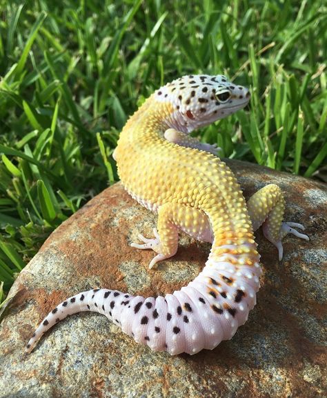 Leopard Gecko Photography, Gecko Aesthetic, Mack Snow Leopard Gecko, Gecko Drawing, Gecko Art, Gecko Tattoo, Mystic Creatures, Animal Tattoo Designs, Gecko Terrarium