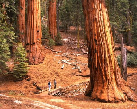 Redwoods California, Sequoia Tree, The Redwoods, Redwood Tree, Giant Tree, California Photos, Image Nature, Redwood Forest, Sequoia National Park