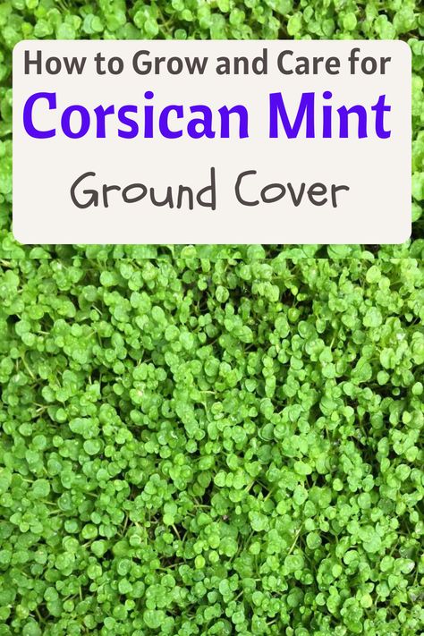 corsican mint ground cover Frog Fruit Ground Cover, Corsican Mint Ground Cover, Mint Ground Cover, Shade For Dogs, Ground Cover Plants Shade, Mint Plant Care, Corsican Mint, Best Ground Cover Plants, Low Growing Ground Cover