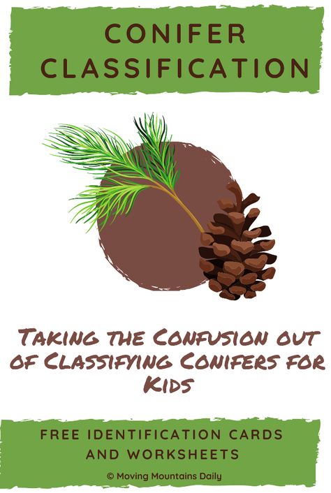 Learning to identify conifers is not that difficult! Our Conifer Identification Field Guide Cards and Student Worksheets will help the student integrate information and facts. Outdoor field trips to explore the conifer world will add fun and a hands-on science approach. Pine Cone Identification Chart, Coniferous Trees, Deciduous Trees Kindergarten, Conifer Identification, Temperate Deciduous Forest Biomes, Plant Activities, Boreal Forest, Conifer Trees, Nature Study