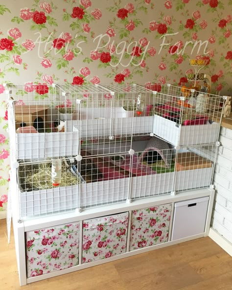 4x2 C&C cage with a C shaped loft. Underneath, I've used Ikea Kallax units and Drona storage cubes to store spare hay, puppy pads, newspaper, pellets, fleece pads etc. #candccage #c&c #guineapig #ikea Drona Storage, C And C Cage, Guinea Pig Cage Ideas, Pig Habitat, Guine Pig, Diy Guinea Pig Cage, Guinea Pig Diy, Cage Hamster, Hay Storage