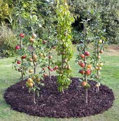 How to grow apples and pears in cordons Trees Backyard, Fruit Trees Backyard, Patio Fruit Trees, Espalier Fruit Trees, Fruit Tree Garden, Growing Fruit Trees, Edible Landscaping, Veg Garden, Growing Fruit