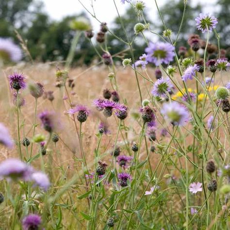 How to create a mini wildflower meadow Mini Wildflower Meadow, Meadow Aesthetic, Mini Meadow, Wild Meadow, Wild Flower Meadow, Meadow Garden, Wildflower Meadow, Spring Wildflowers, Garden Types