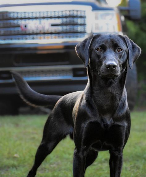 Field Labrador Retriever, Field Line Labrador, Working Labrador Retriever, Working Labrador, American Labrador Retriever, American Labrador, Hell Hounds, Hunter Dog, Fit Dogs