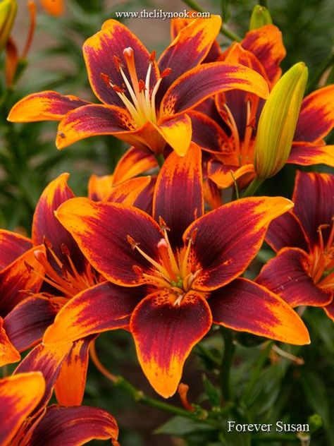 Forever Susan, Lilium Flower, Growing Lilies, Lily Seeds, Asiatic Lily, Seed Pots, Lily Bulbs, Bonsai Flower, Day Lilies