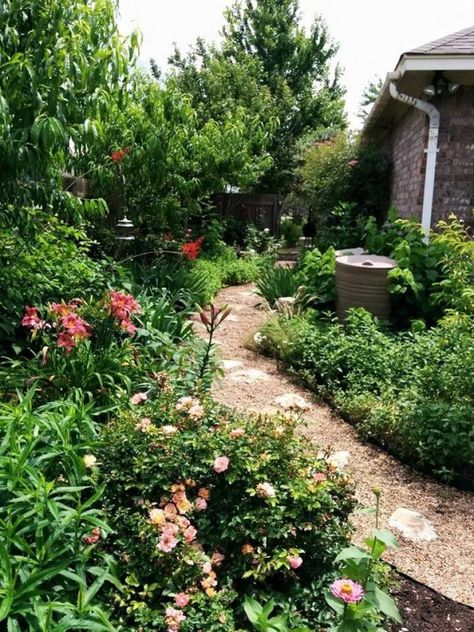 Super Drought Tolerant Plants for Central Texas - Lisa's Landscape & Design Texas Native Plants Landscaping, Groundcover Roses, Drought Tolerant Trees, Native Plant Landscape, Texas Landscaping, Xeriscape Landscaping, Texas Plants, Texas Native Plants, Ground Cover Roses