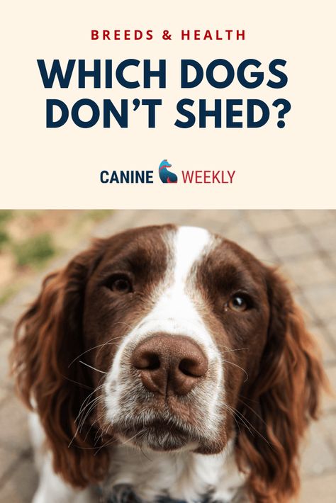 Are you looking at which breeds of dog shed the least? There are many small, medium, and large breeds of dogs that don’t shed or are light shedders. Read here to explore a list of the dogs you may wish to investigate. #canineweekly #dogsthatdontshed #dogbreedsthatdontshed #dogbreeds #doglist Medium Breed Dogs, Big Dogs That Dont Shed, Dogs That Dont Shed, Small Dogs That Dont Shed, No Shed Dog Breeds, Low Shedding Dog Breeds, Non Shedding Dog Breeds, Low Shedding Dogs, Dog Breeds That Dont Shed