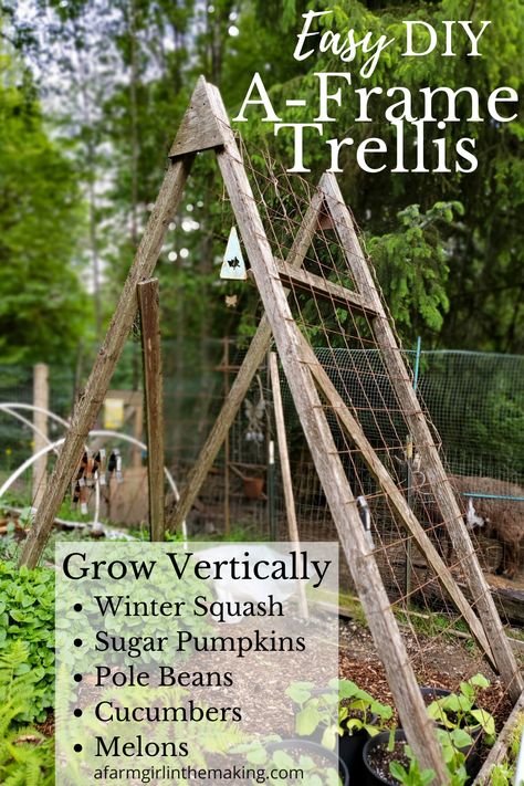 Want a way to increase your growing space? Go Vertical over your raised beds. Grow pole beans, squash, melons, cucumbers, and more by going up and making the most of vertical space to grow more food in your backyard garden. Get the instructions for your DIY trellis now! A Frame Squash Trellis, Diy Trellis Sticks, Squash Trellis Ideas Diy, Watermelon Garden Trellis, Melon Garden Ideas, Growing Melons In Raised Beds, Pumpkin Garden Ideas Raised Beds, Melon Trellis Diy, Squash Trellis Diy