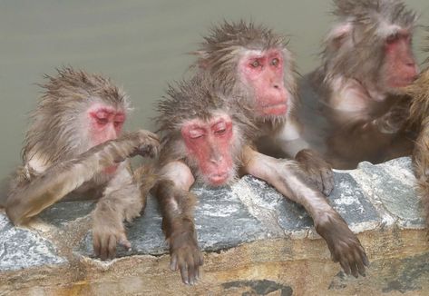 Japanese monkeys in Hokkaido garden relax in hot spring Monkeys In Hot Springs, Japanese Monkey, Hot Spring Resort, Japanese Macaque, Northern Japan, Hakodate, Spring Event, Spring Resort, Japan Culture