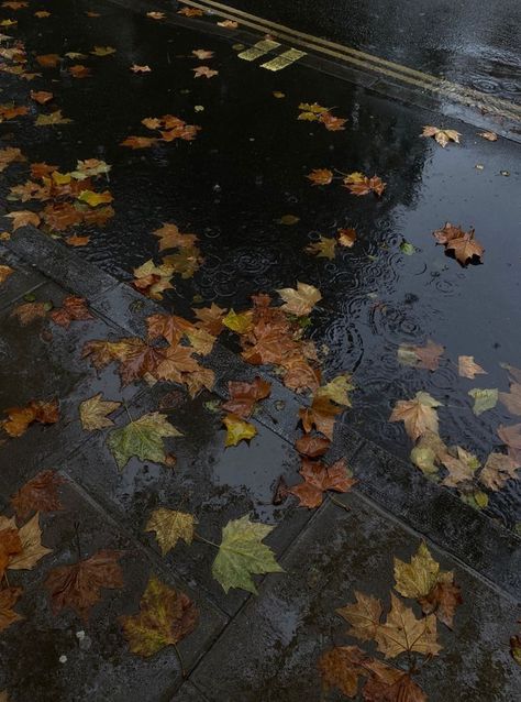 Aesthetic Wallpaper For Iphone, Wallpaper For Iphone, Leaves Fall, Rainy Weather, Dark Academia Aesthetic, Academia Aesthetic, Dark Academia, Fall Autumn, Aesthetic Wallpaper