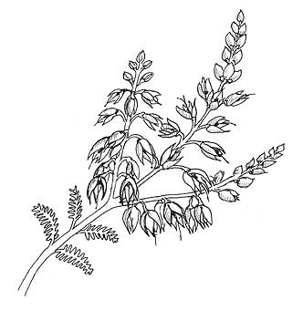 heather flower drawing Calluna Vulgaris, Heather Flower, Heather Plant, Bog Plants, Png Images Free, Sister Tattoo, Botanical Drawing, Plant Book, Adult Colouring Pages