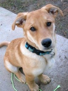 Lab Shepherd Mix :: Like My Ava German Shepherd Mix Puppies, Shepherd Mix Puppies, Boxer Mix Puppies, Lab Mix Puppies, Dog Crossbreeds, Labrador Mix, German Shepherd Mix, Popular Dog Breeds, Labrador Retriever Mix