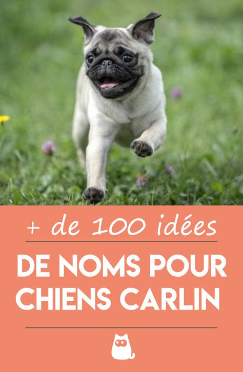 Vous venez d'adopter un chien Carlin ou un chiot Carlin ? Vous hésitez quant aux noms que vous pourriez lui donner ? Le nom de chien que vous choisirez devra refléter à la perfection sa personnalité, choisissez bien ! #Chien #Chiens #ChiensEtChiots #NomChien #NomDeChien #NomDeChienEnP #Carlin #Pug #NomDeCarlin #CarlinChien Fox Terriers, Basset Hound, Shiba Inu, Top 20, Animals And Pets, French Bulldog, Bulldog, Dogs, Animals