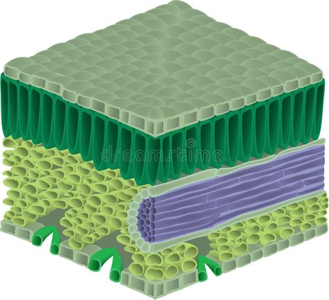 Inside a leaf. Illustration showing a cross-section of a leaf , #Sponsored, #Illustration, #leaf, #showing, #section, #cross #ad Cross Section Drawing, Section Drawing, 6th Grade Science, Leaf Illustration, Cross Section, Printable Templates, 6th Grade, Template Printable, Stock Images Free