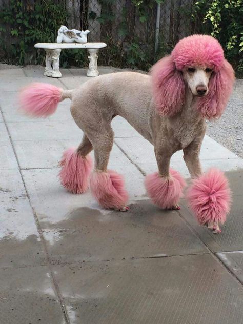 Dyed Poodle, Poodle Dyed Hair, Standard Poodle Dyed Hair, Poodle Colors, Poodle Colored Hair, Standard Poodle Cuts, Black Poodle Hair Dye, Poodle Haircut Styles, Small Poodle