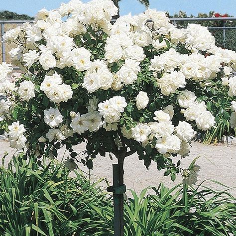 White Rose Bush, Rose Bushes Landscape Front Yards, Rose Bushes Landscape, Tree Landscaping, Pub Garden, White Flower Garden, Exterior Landscaping, Rose Tree, Rose Bushes