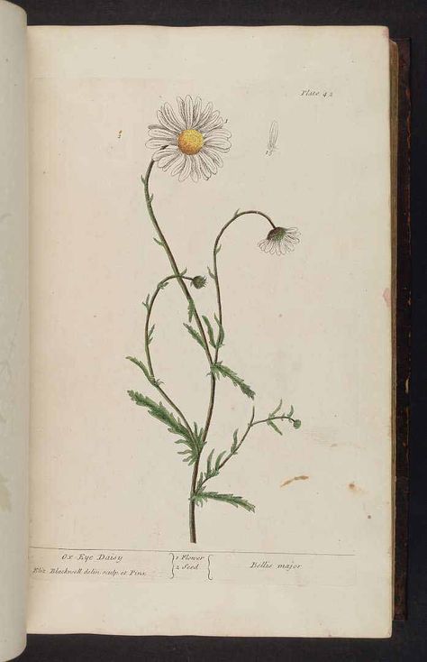 no HD illustration available(4) Botanisches Tattoo, Useful Plants, Elizabeth Blackwell, Daisy Drawing, Copper Plates, Daisy Tattoo, Missouri Botanical Garden, Botanical Tattoo, Illustration Botanique