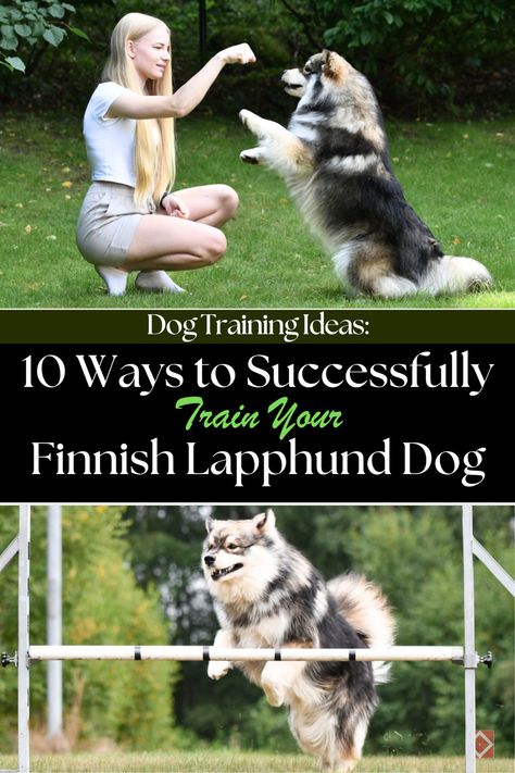 Explore 10 essential training tips for your Finnish Lapphund with this comprehensive dog training guide. From socialization and obedience training to using positive reinforcement, discover how to effectively train your Lapphund for a well-behaved and content companion. Enhance your training sessions by understanding your dog’s unique personality and needs. #DogTraining #FinnishLapphund #TrainingTips Finnish Lapphund, Leash Training, Train Activities, Dog Training Techniques, Agility Training, Arctic Circle, Pet Care Tips, Obedience Training, Positive Reinforcement