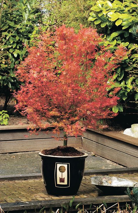 Container Trees, Acer Garden, Japanese Maple Varieties, Acer Trees, Holly Plant, Holly Tree, Crabapple Tree, Acer Palmatum, Spring Plants