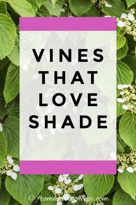 Need to hide an unattractive view or cover a fence in your shade garden? These flowering vines for shade will do the job and look pretty doing it. | Climbing Plants and Vines Vines That Grow In Shade, Shade Loving Climbing Perennials, Shade Vines Perennial, Shade Vines, Vines For Shade, Shady Backyard, Perennial Garden Ideas, Perennial Flowering Vines, Part Shade Perennials