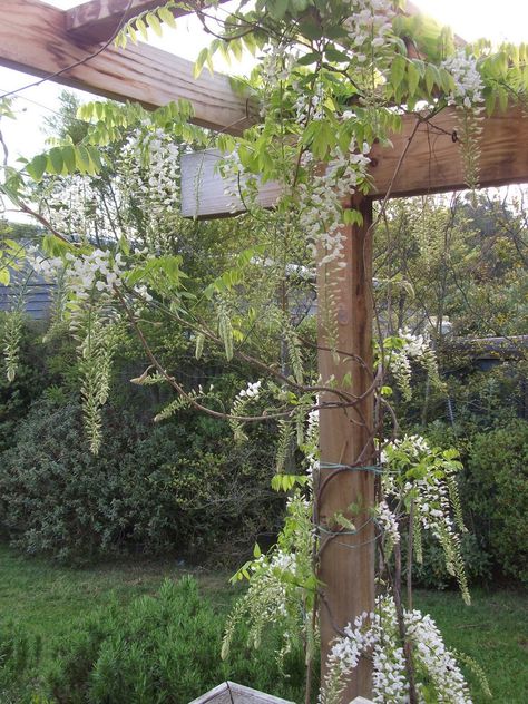 Pergola With Wisteria And Lights, White Wisteria Pergola, Wisteria Trellis Pergolas, Wisteria On House, Wisteria Support, Native Wisteria, Elven House, Victorian Terrace Garden, Wisteria Painting