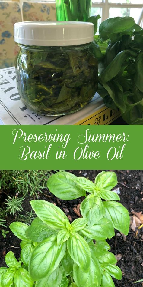 Preserving Basil Leaves In Oil, Preserving Basil In Olive Oil, Preserving Basil In Oil, Using Basil In Recipes, How To Make Basil Oil, Homemade Basil Oil, Basil Preserving Fresh Herbs, What To Do With Lots Of Fresh Basil, Saving Fresh Basil