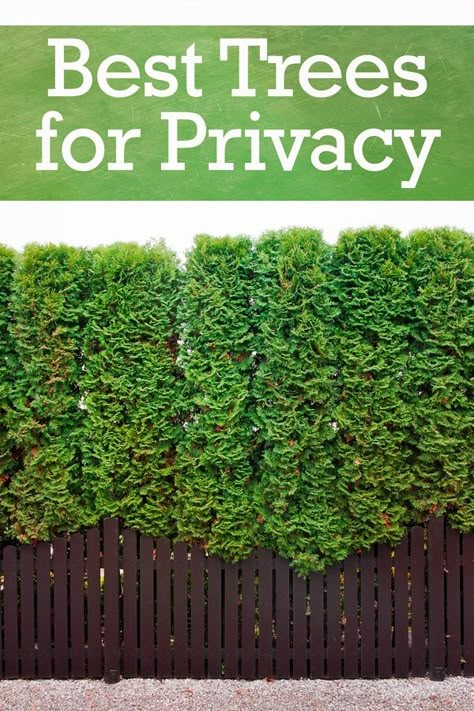 Looking for trees that provide privacy for your backyard but aren’t sure where to begin? Here’s a closer look at the top 10 most popular trees for privacy, and the pros and cons of planting each one in your backyard. Best Trees For Privacy, Trees For Privacy, Shrubs For Privacy, Trees For Front Yard, Privacy Trees, Backyard Trees, Landscaping Trees, Privacy Plants, Natural Fence