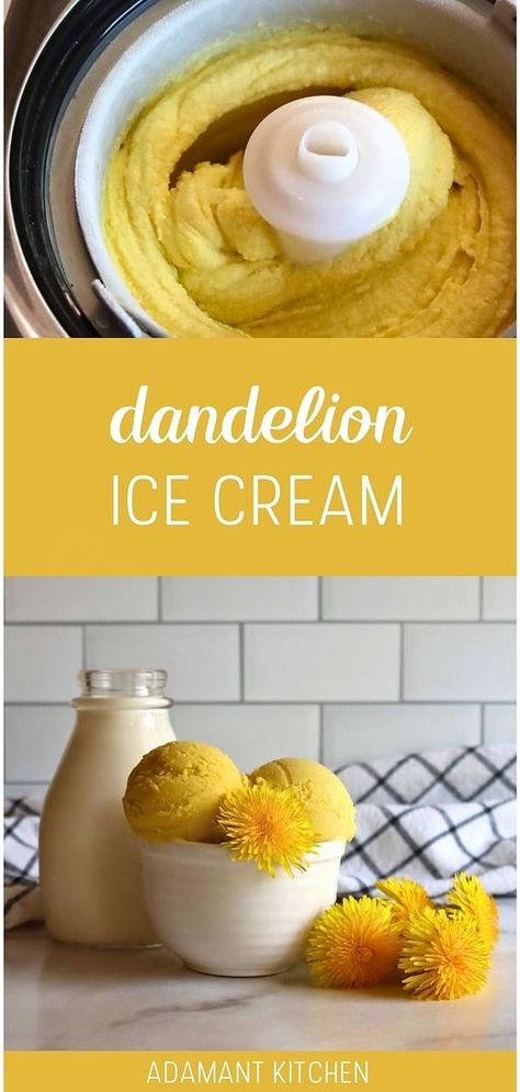 Indulge in the unique flavor of Dandelion Ice Cream, a standout in Easy Dandelion Recipes. Crafted with wild foraged dandelion petals and simple pantry staples, this edible flower ice cream is a delightful spring treat. Perfect for those exploring wild food foraging recipes and homemade desserts. Discover more edible flowers recipes and easy desserts at adamantkitchen.com Dandelion Ice Cream, Dandelion Flower Recipe, Summer Sweets Recipes, Dandelion Cookies Recipe, Recipes With Flowers, Fried Dandelion Flowers, Dandelion Recipes Food, Herbal Recipes Food, Unique Ice Cream Flavors Recipes