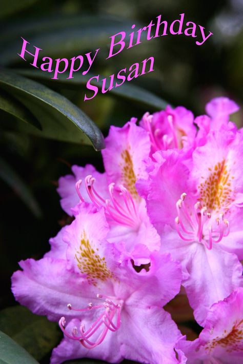 Happy Birthday Susan www.flickr.com/photos/sparky2 HAVE A GREAT DAY AND A GREAT WEEKEND :)))) Happy Birthday Susan, Birthday Prayer, Birthday Flower, Birthday Happy, Birthday Flowers, Have A Great Day, Happy Birthday, Birthday, Flowers