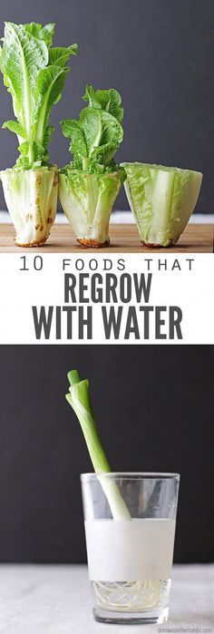 Regrow Vegetables, Water Tips, نباتات منزلية, Herb Garden Design, Plants Growing, Growing Veggies, Longwood Gardens, Food Scraps, Veg Garden