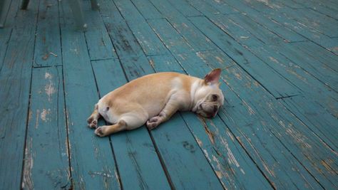 This is how I feel after Bonaroo Bulldog Francese, Memes Humor, E Card, A Sign, Kickboxing, 귀여운 동물, Mans Best Friend, Cuteness Overload, Pokemon Go