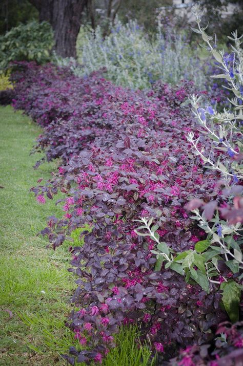 Colourful hedge of Loropetalum 'Plum Gorgeous' Loropetalum Chinense, Urban Gardening Ideas, Hydrangea Landscaping, Landscaping Retaining Walls, Planting Shrubs, Garden Shrubs, Garden Landscape Design, Urban Gardening, Gardening Landscaping