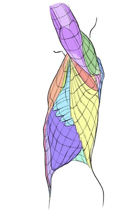 Torso Anatomy, Human Muscle Anatomy, Human Anatomy For Artists, Basic Anatomy, Study Mode, Anatomy Tutorial, Human Anatomy Drawing, Muscle Anatomy, Human Anatomy Art