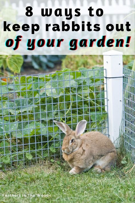 Brown rabbit beside garden fence Garden Design To Keep Animals Out, Rabbit Fencing For Garden, How To Protect Vegetables From Animals, Pie Pans In The Garden, How To Keep Animals Out Of Your Garden, Rabbit Deterrent Plants, Garden Fence To Keep Rabbits Out, Deter Rabbits From Garden Plants, How To Stop Rabbits From Eating Plants