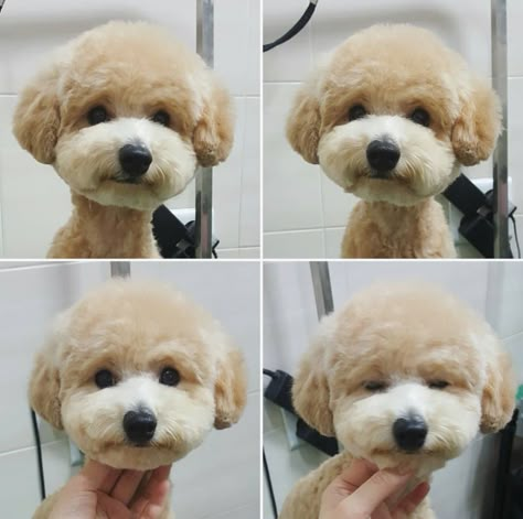 Grooming                                                                                                                                                                                 More Small Fluffy Dog Haircuts, Maltipoo Grooming Styles, Toy Poodle Haircut, Poodle Haircut Styles, Puppy Haircut, Poodle Hair, Dog Grooming Styles, Poodle Haircut, Poodle Cuts